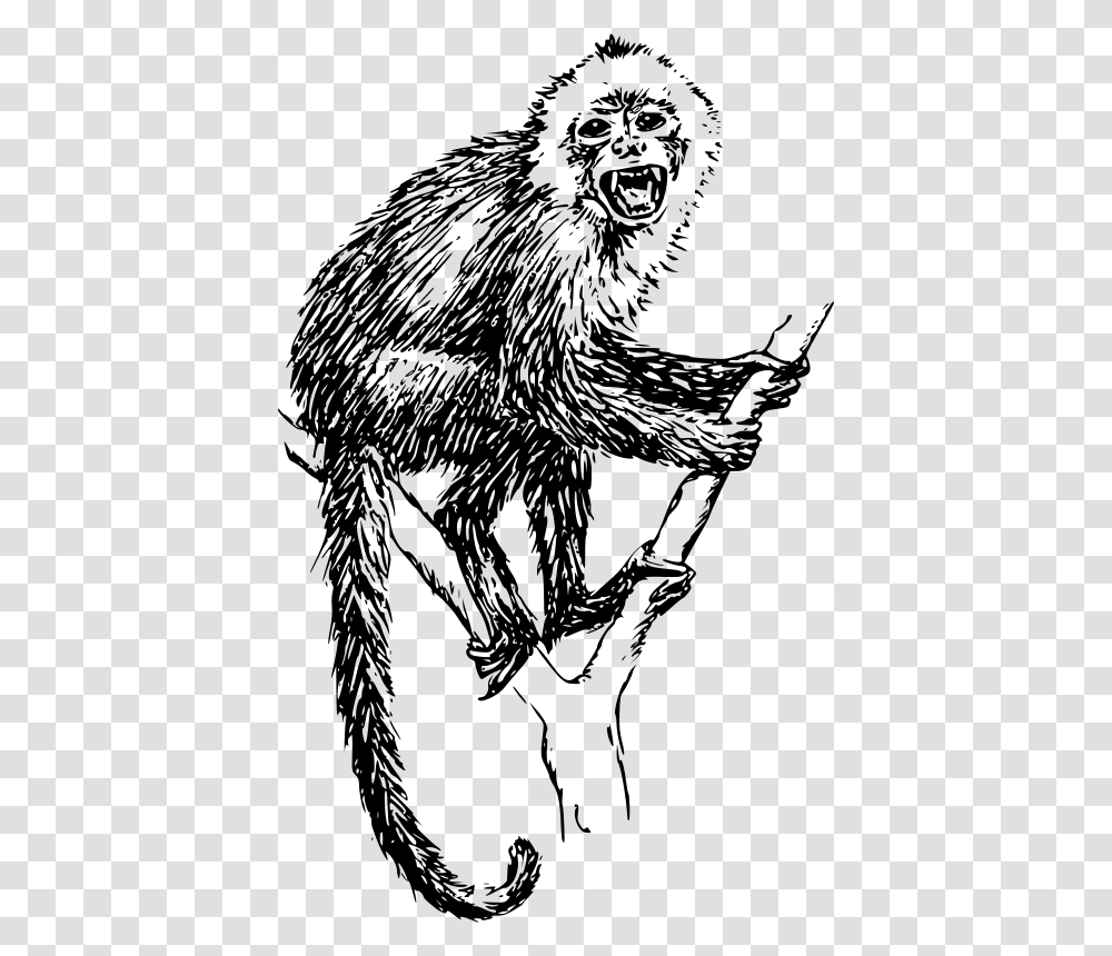Papapishu Capuchin Monkey, Animals, Gray, World Of Warcraft Transparent Png