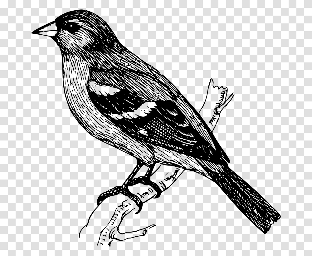 Papapishu Chaffinch, Animals, Gray, World Of Warcraft Transparent Png