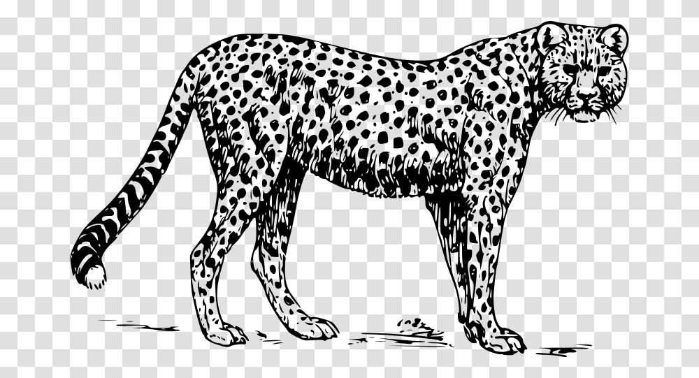 Papapishu Cheetah, Animals, Gray, World Of Warcraft Transparent Png