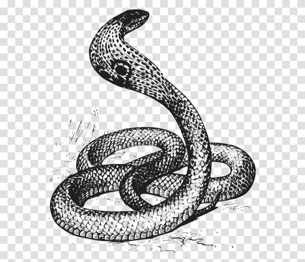 Papapishu Cobra Grayscale, Animals, Snake, Reptile Transparent Png