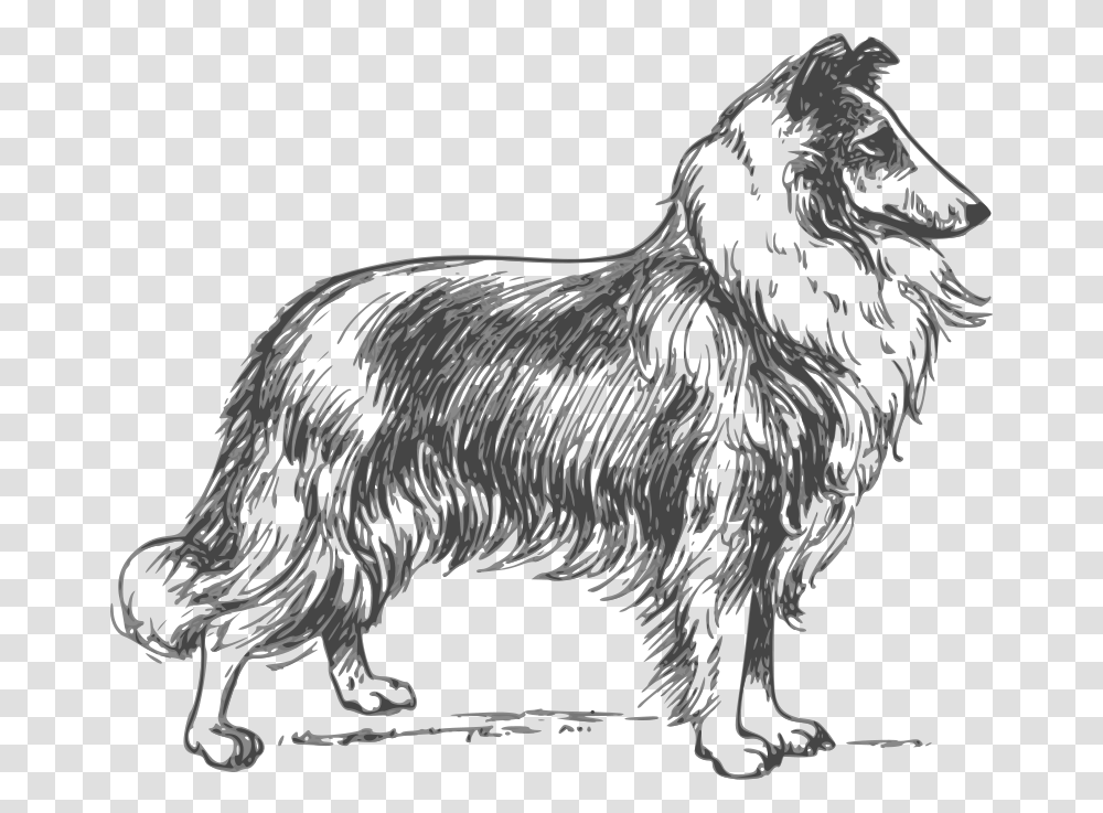 Papapishu Collie Grayscale, Animals, Chicken, Poultry, Fowl Transparent Png