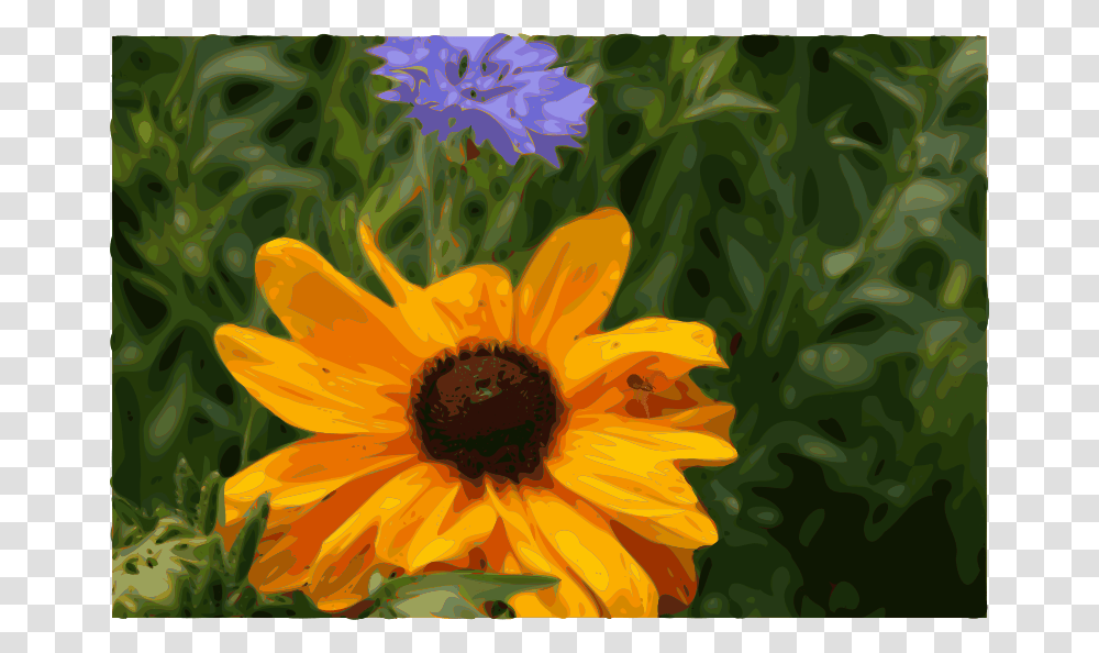 Papapishu Spider Flower, Nature, Plant, Daisy, Petal Transparent Png