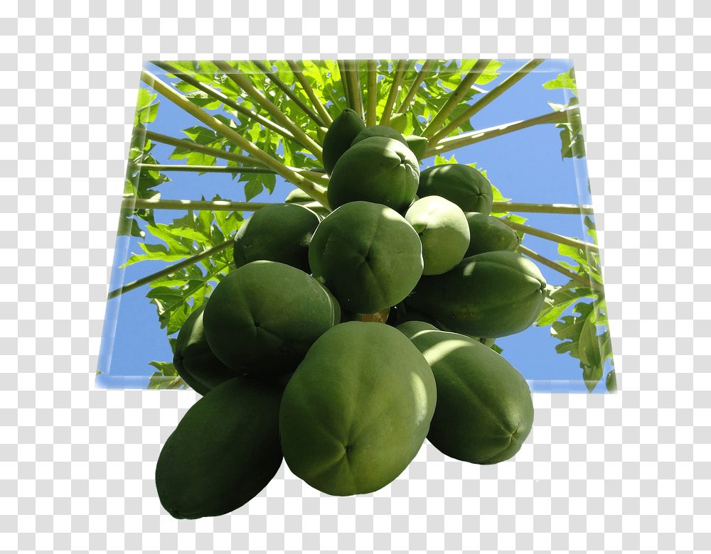 Papaya 960, Fruit, Plant, Food Transparent Png