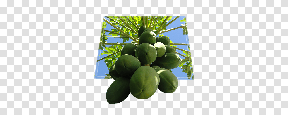 Papaya Food, Plant, Fruit Transparent Png