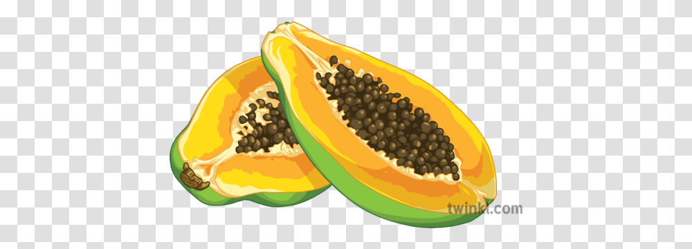 Papaya Slice Open Fruit Science Secondary Illustration Twinkl Superfood, Plant, Hot Dog Transparent Png