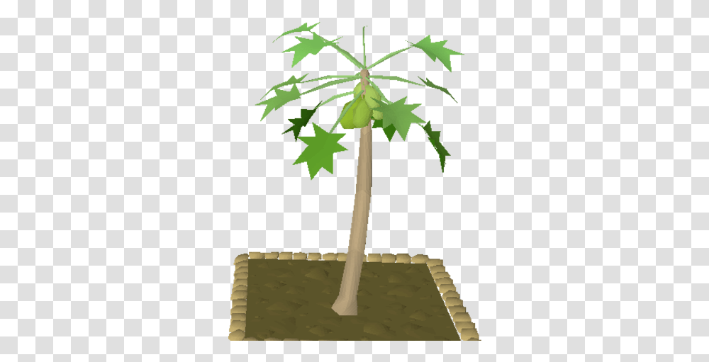 Papaya Tree Old School Runescape Wiki Fandom Tree, Plant, Leaf, Palm Tree, Arecaceae Transparent Png