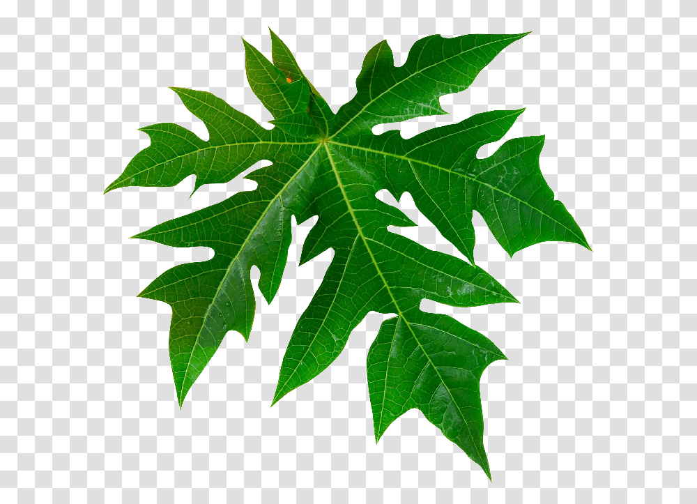 Papaya Tree Rooms Are Well Furnished Comfortable Vector Papaya Leaves, Leaf, Plant, Maple, Maple Leaf Transparent Png