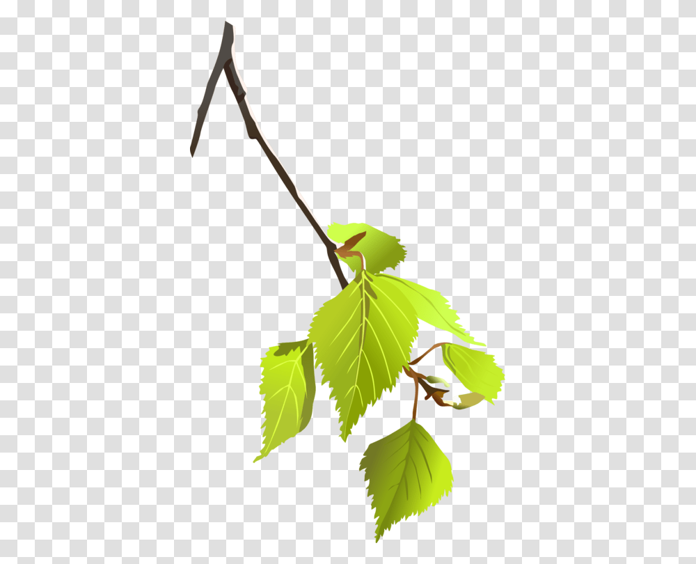 Paper Birch Leaf Tree Branch Computer Icons, Plant, Annonaceae, Veins, Animal Transparent Png