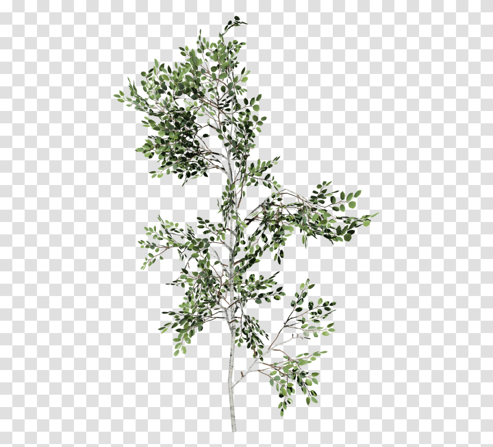 Paper Birch Sapling Birch Sapling, Tree, Plant, Conifer, Flower Transparent Png