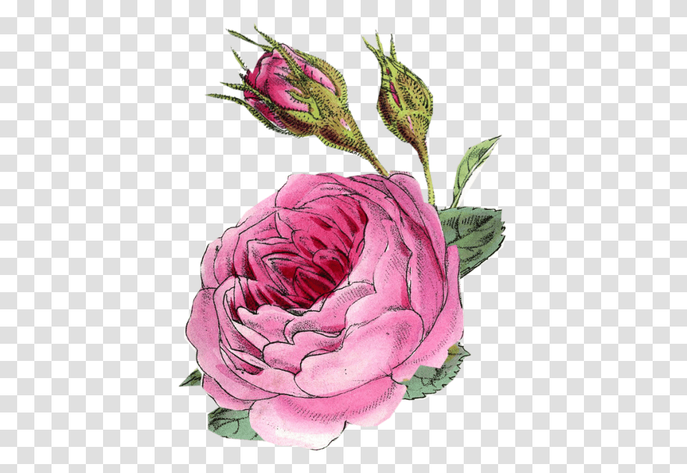 Paper Crafts Rose, Plant, Flower, Blossom, Cabbage Transparent Png