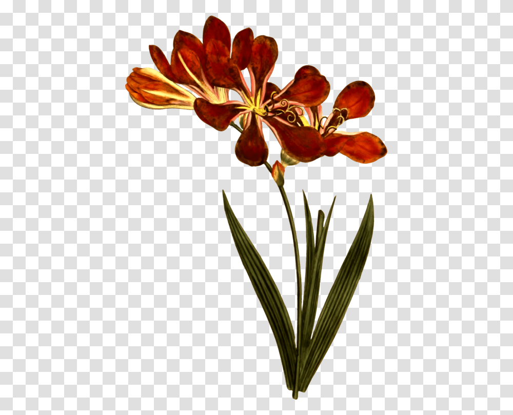 Paper Lily Of The Incas Engraving Curtiss Botanical Magazine, Plant, Flower, Blossom, Iris Transparent Png