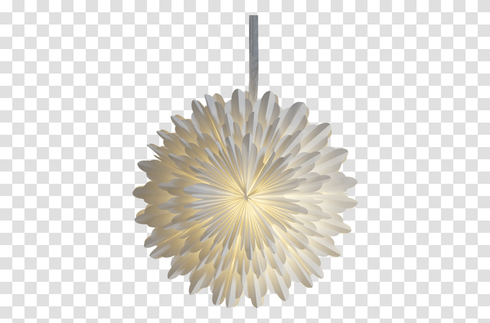 Paper Star Snow 2020 Certified Mbe Nmsdc, Light Fixture, Flower, Plant, Blossom Transparent Png