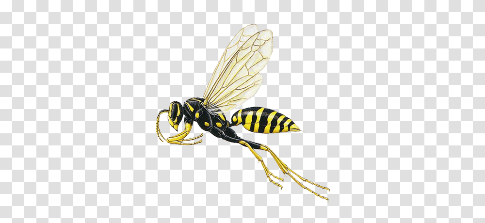 Paper Wasp Prevention Exterminators, Bee, Insect, Invertebrate, Animal Transparent Png