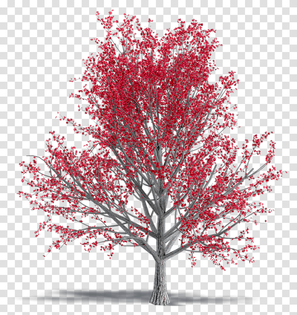 Paperbark Maple Autumn, Tree, Plant, Flower, Blossom Transparent Png