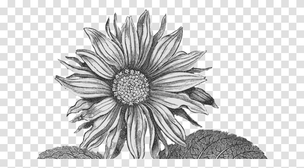 Paperesse Vintage Sunflower Image-friday Freebie Sunflower Black And White, Plant, Blossom, Treasure Flower, Daisy Transparent Png