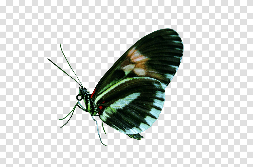 Papilio Clip, Holiday, Butterfly, Insect, Invertebrate Transparent Png