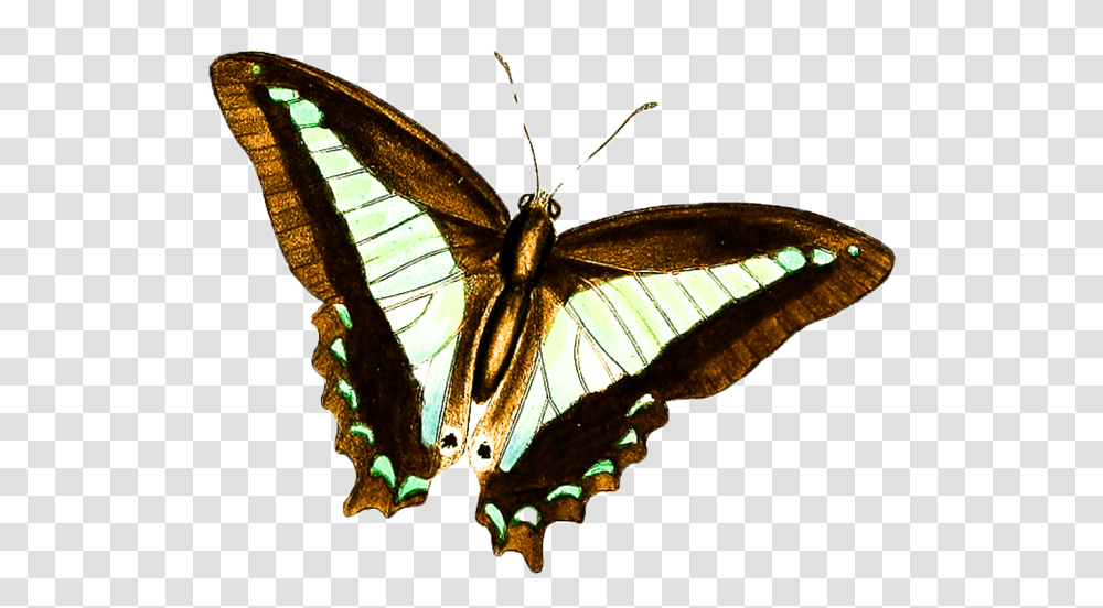 Papilio, Butterfly, Insect, Invertebrate, Animal Transparent Png