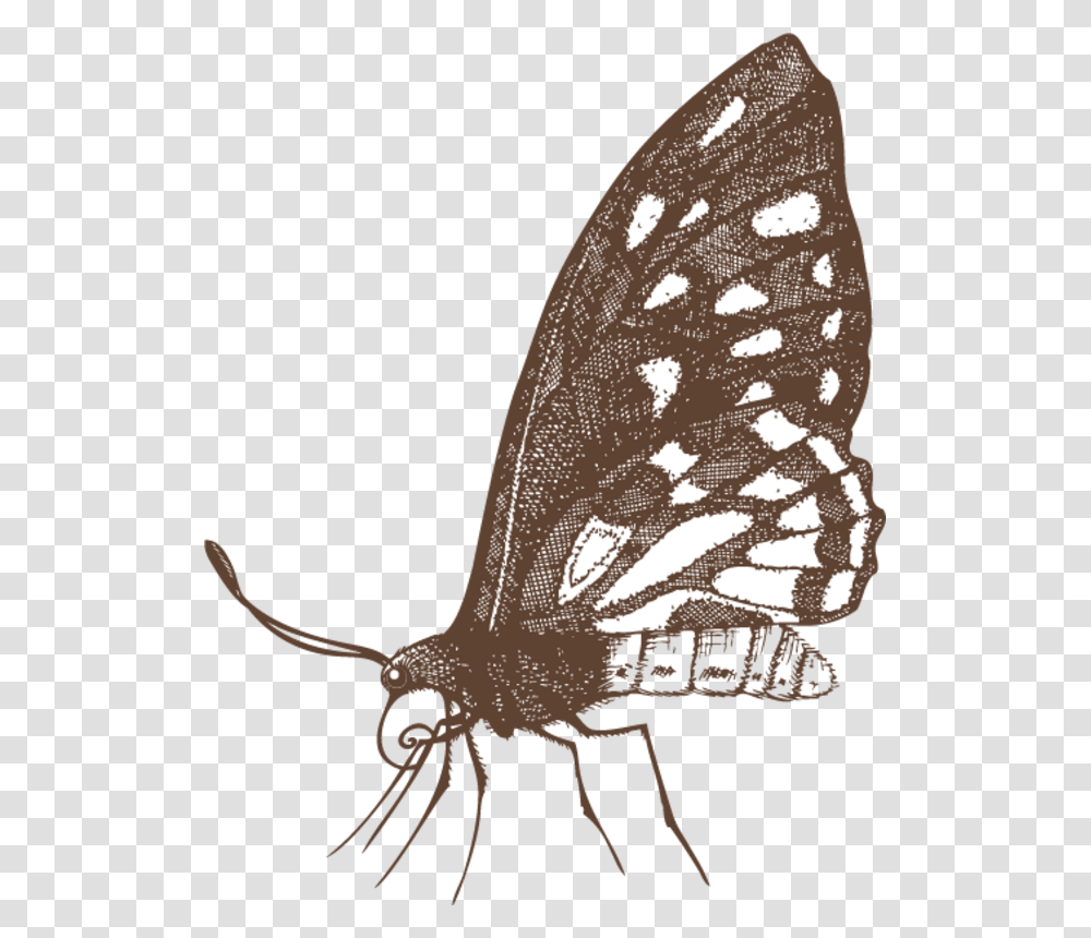 Papilio Machaon, Animal, Invertebrate, Insect, Pattern Transparent Png