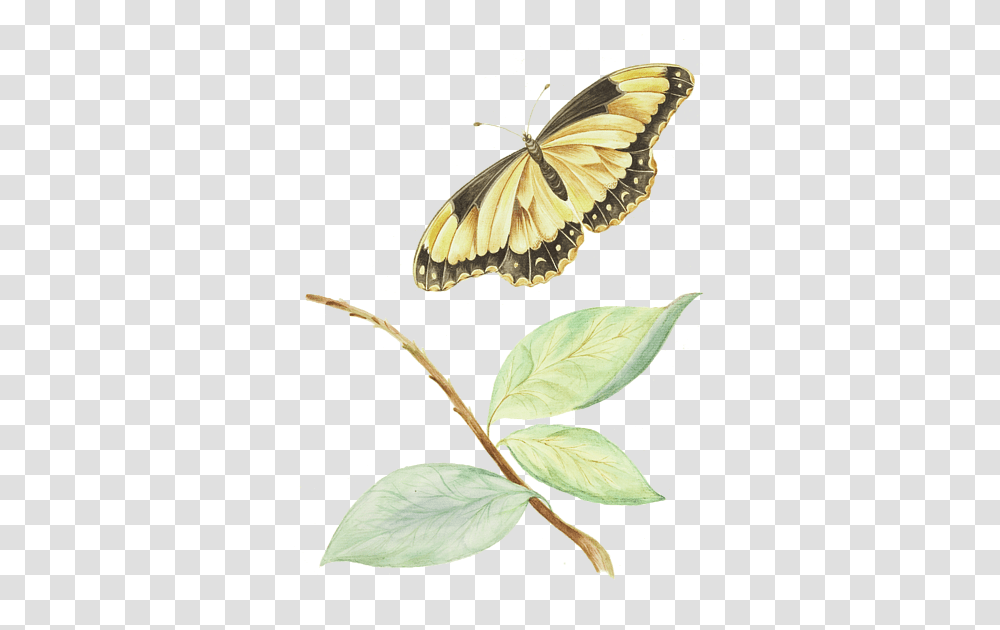Papilio Machaon, Bird, Animal, Insect, Invertebrate Transparent Png