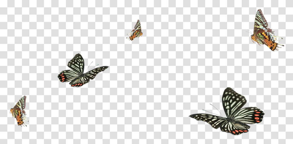 Papilio Machaon, Bird, Animal, Kite Bird, Jay Transparent Png
