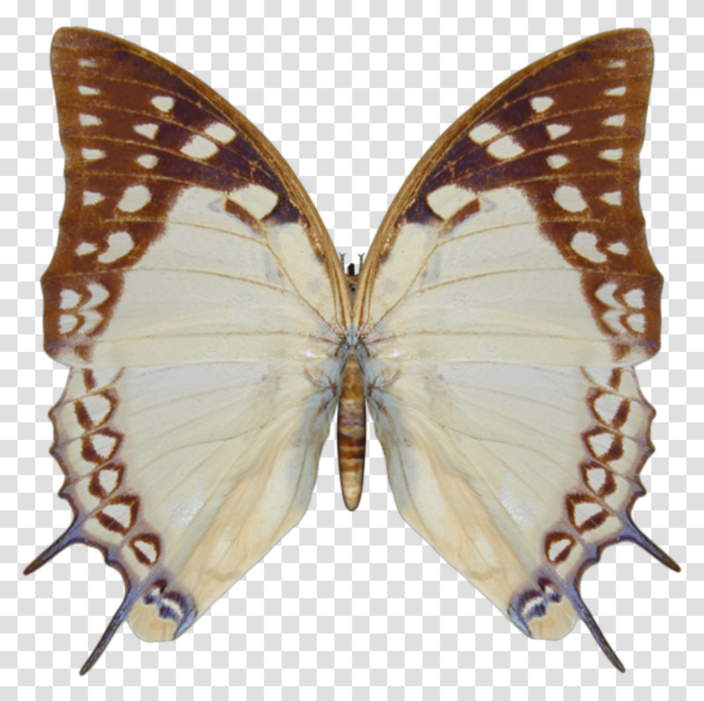 Papilio Machaon Transparent Png