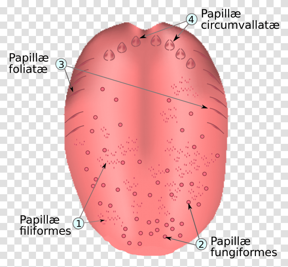 Papillae V Lingual, Plant, Mouth, Lip, Balloon Transparent Png