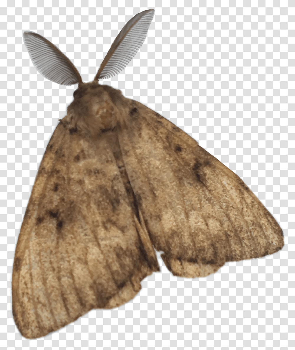 Papillon Butterfly Animal Nature Freetoedit Moth, Insect, Invertebrate Transparent Png