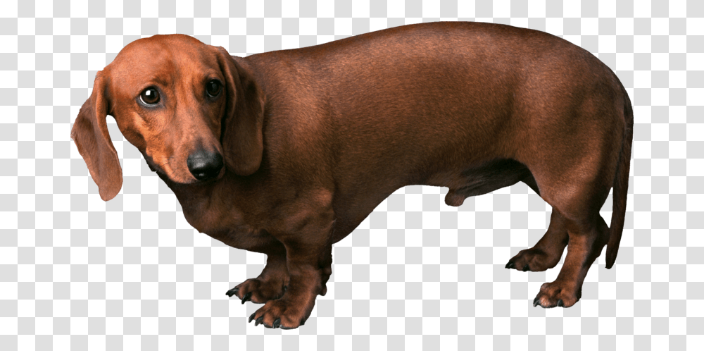 Papillon Dog Clipart Brown Dog, Pet, Canine, Animal, Mammal Transparent Png