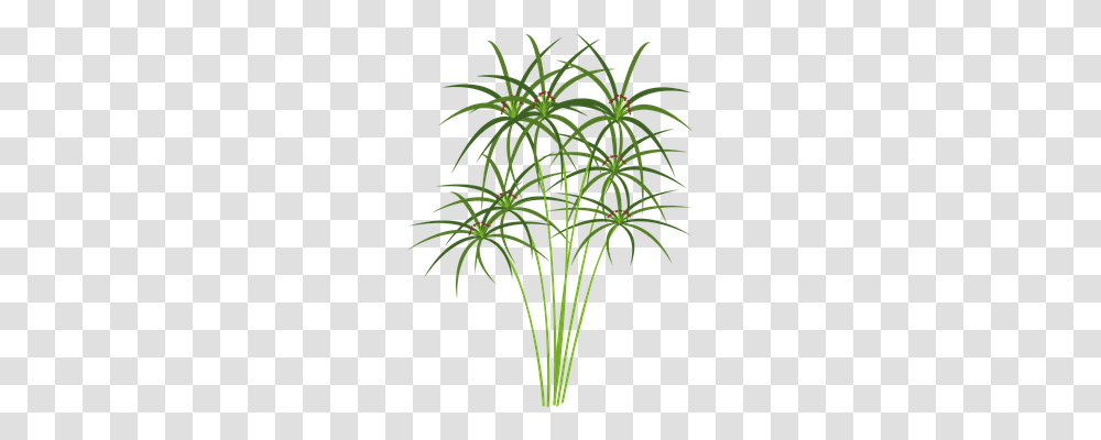 Papyrus Nature, Plant, Flower, Blossom Transparent Png