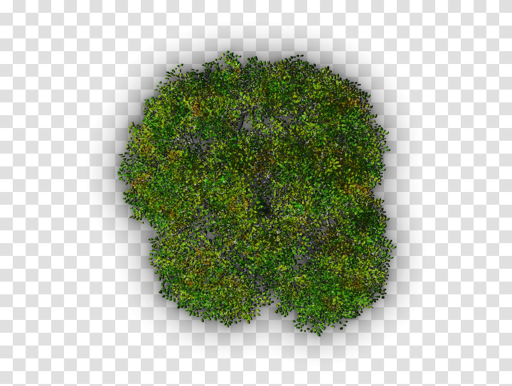 Papyrus Tree Image Moss, Bush, Vegetation, Plant, Sphere Transparent Png