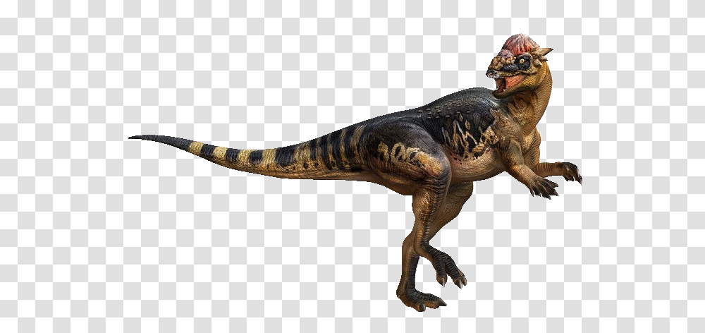 Paquicefalosaurio, Dinosaur, Reptile, Animal, T-Rex Transparent Png