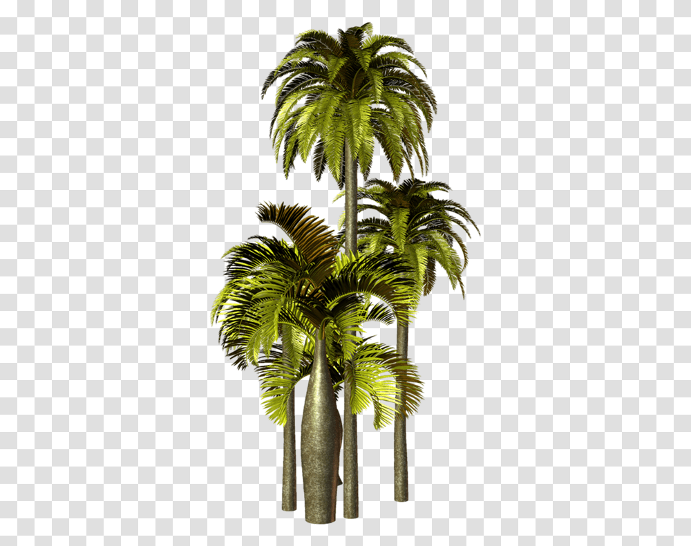 Par Rubber Tree, Palm Tree, Plant, Arecaceae, Fern Transparent Png