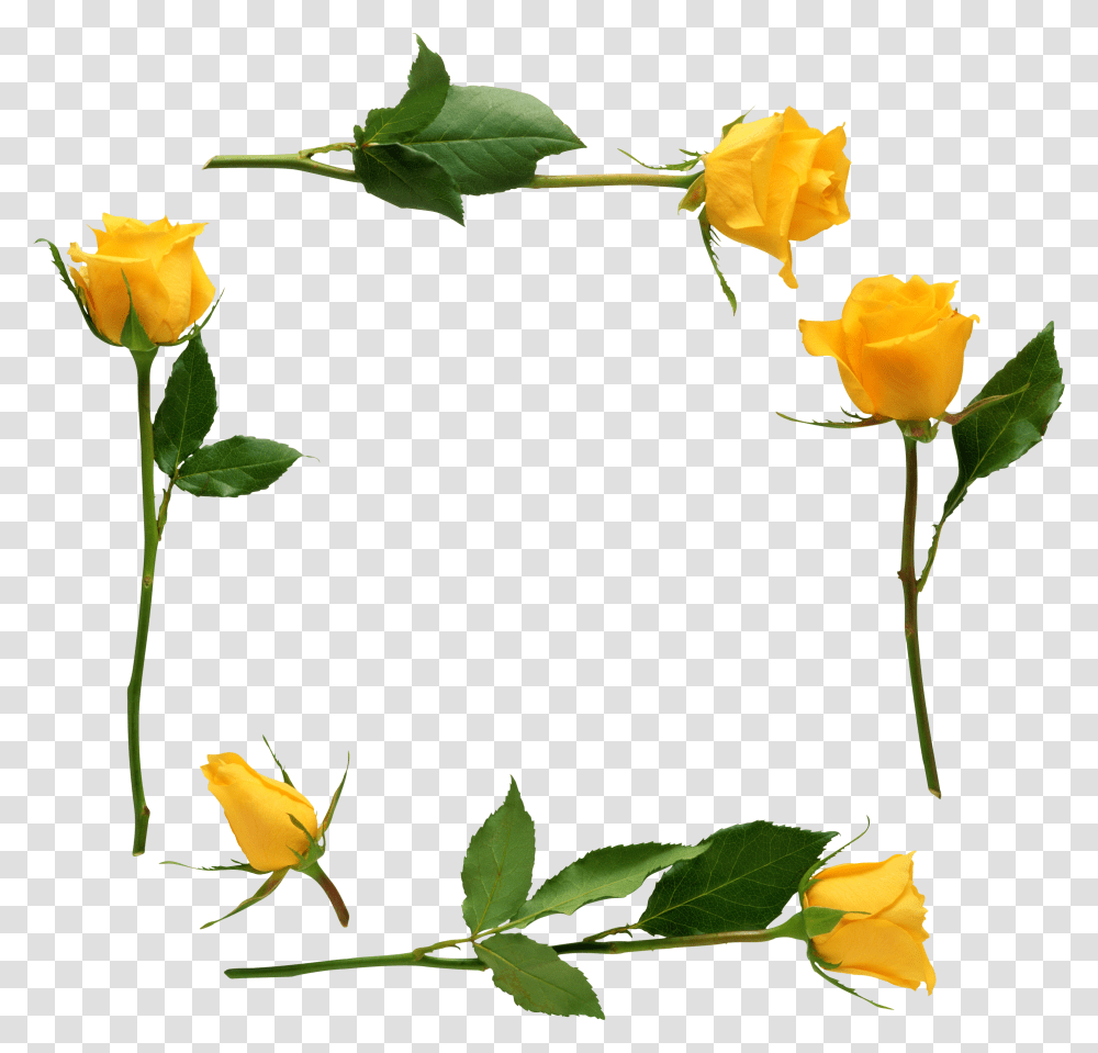 Para Adornar Marcos Photoscape Photoshop Y Gimp Flores Yellow Stem Rose, Flower, Plant, Blossom, Petal Transparent Png