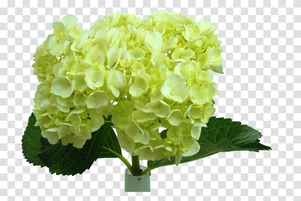 Paradise Flowers Nyc Artificial Flower, Plant, Blossom, Flower Bouquet, Flower Arrangement Transparent Png