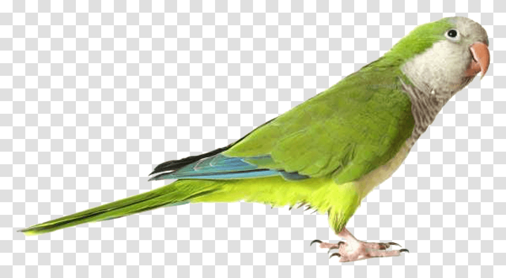 Parakeet 3 Image Parrot, Bird, Animal Transparent Png