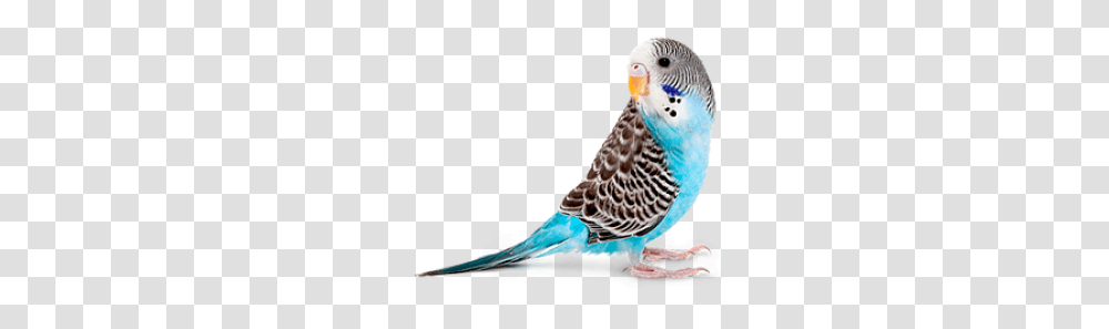 Parakeet And Vectors For Free Budgie, Bird, Animal, Parrot, Pet Transparent Png