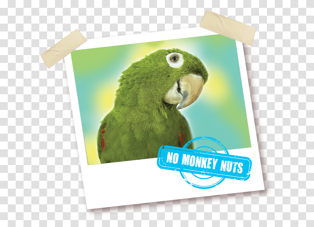 Parakeet, Animal, Bird, Envelope, Mail Transparent Png