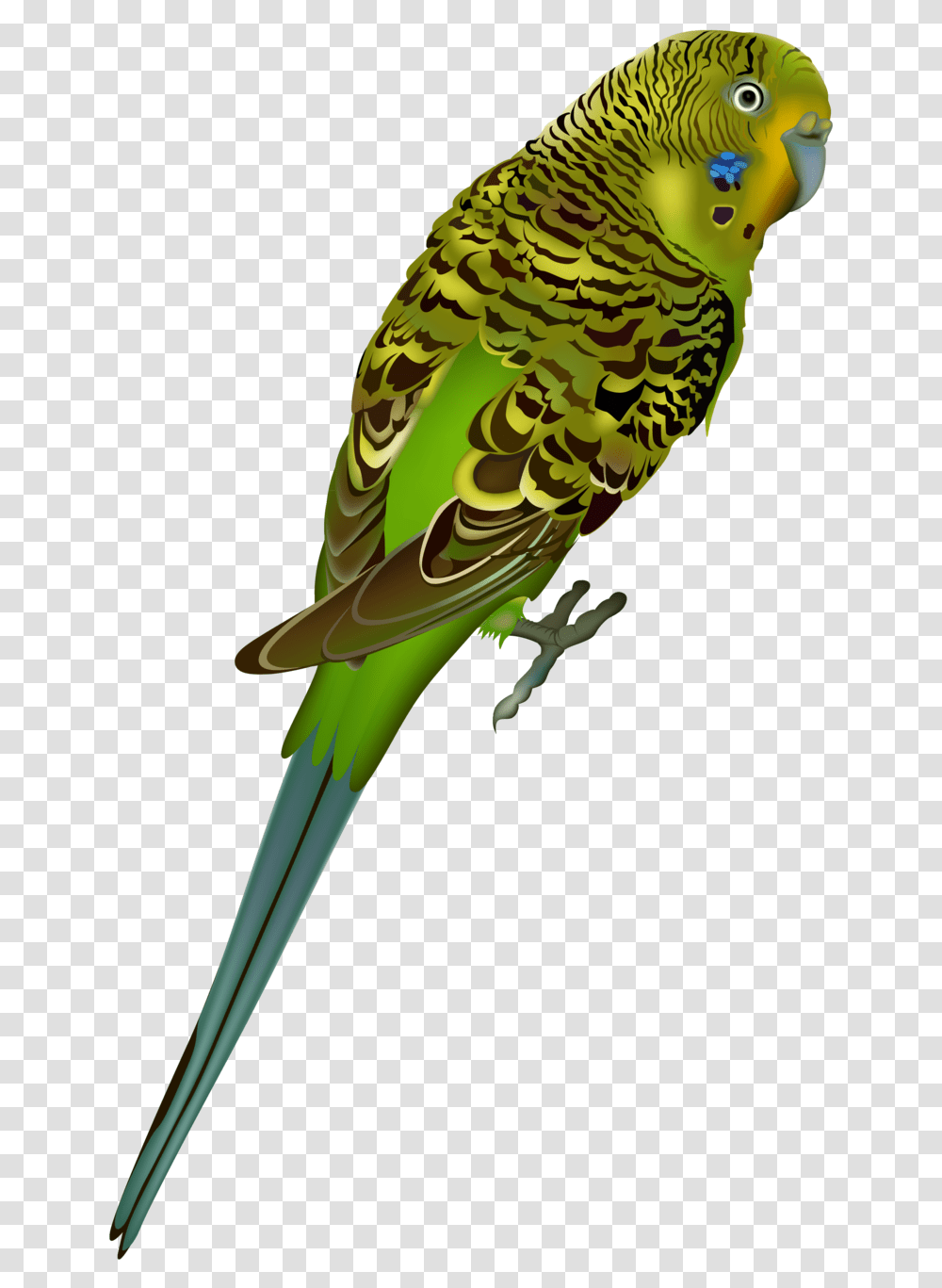 Parakeet Background, Parrot, Bird, Animal Transparent Png