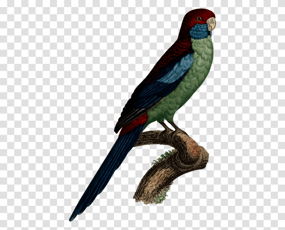 Parakeet, Bird, Animal, Parrot, Macaw Transparent Png