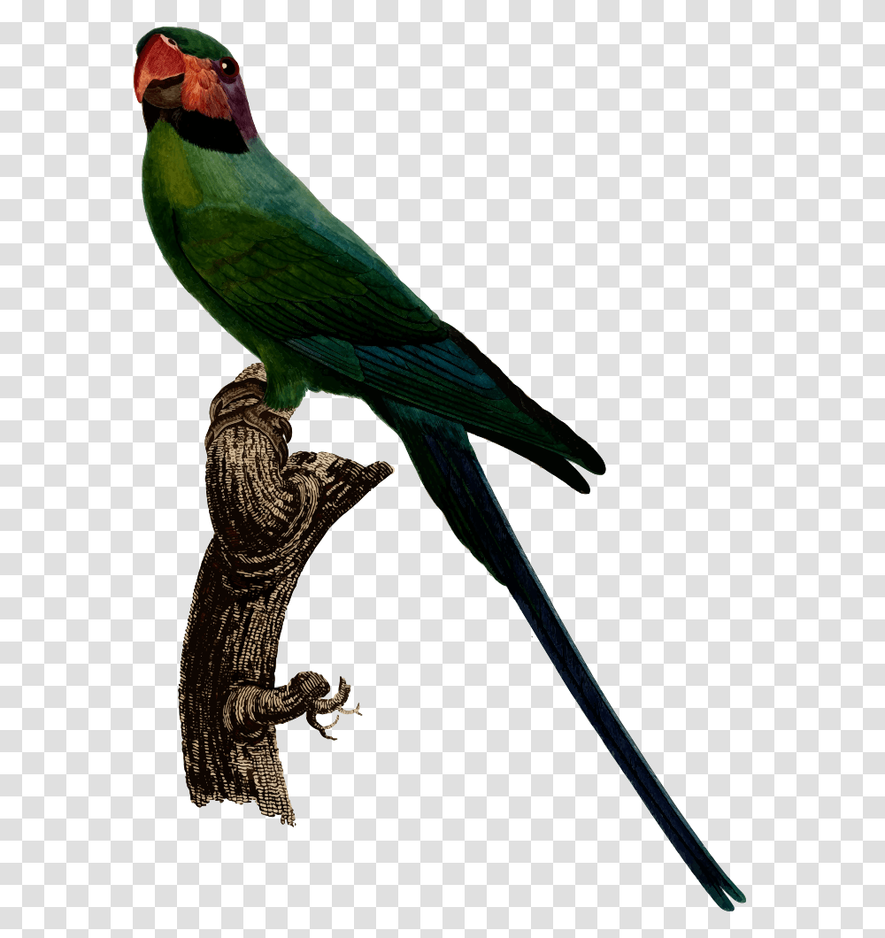Parakeet Clipart Budgerigar, Bird, Animal, Parrot, Macaw Transparent Png