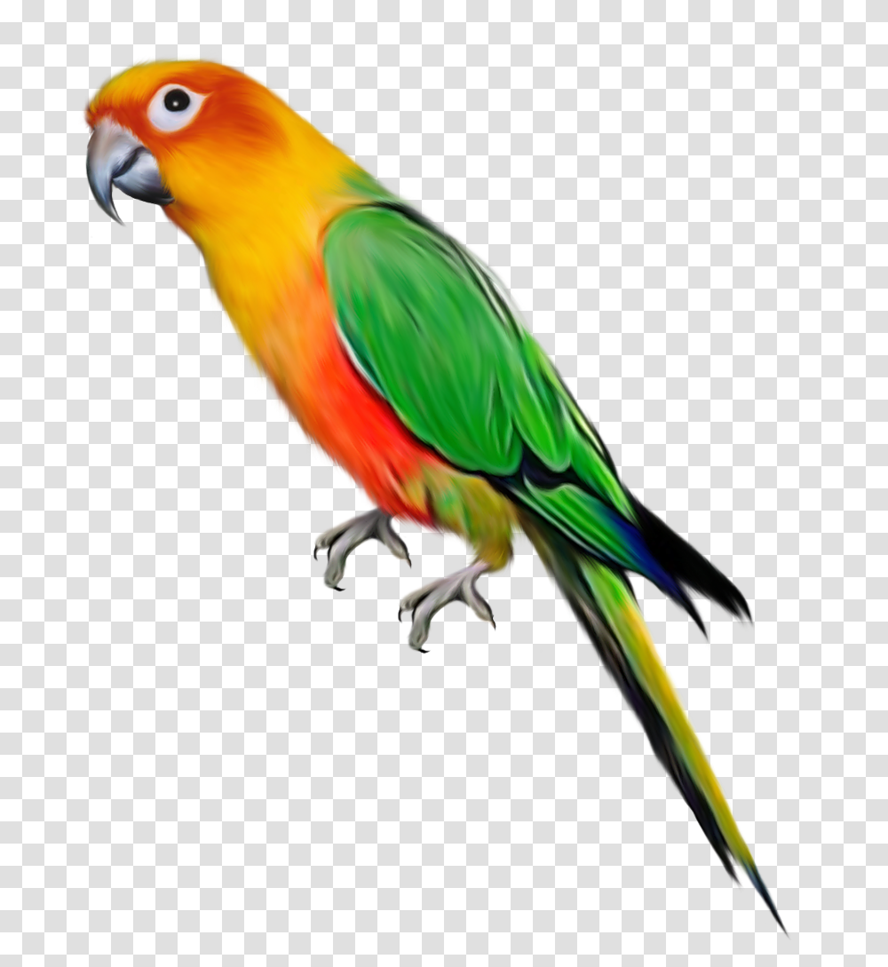 Parakeet Clipart Parrot Bird, Animal, Macaw, Beak Transparent Png