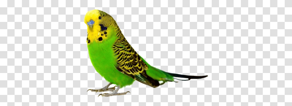 Parakeet Image Bird White Background Hd, Parrot, Animal Transparent Png