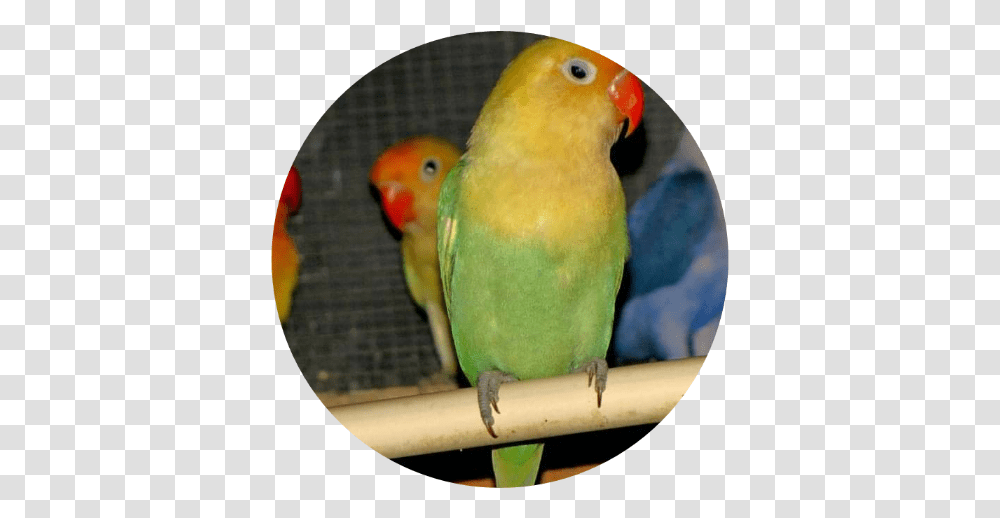 Parakeet, Parrot, Bird, Animal Transparent Png