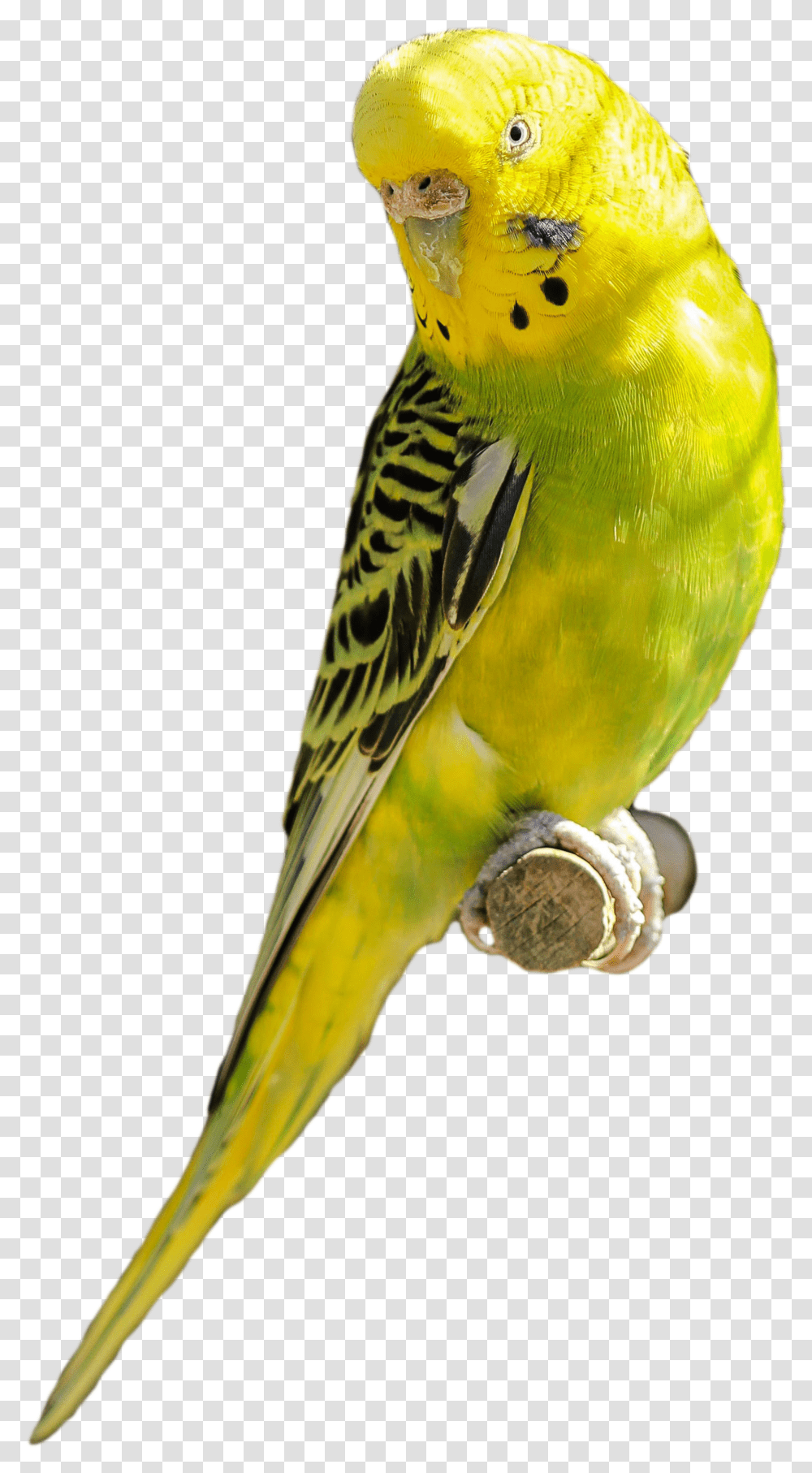Parakeet Yellow Green Bird Parrot Pet Parakeet Transparent Png