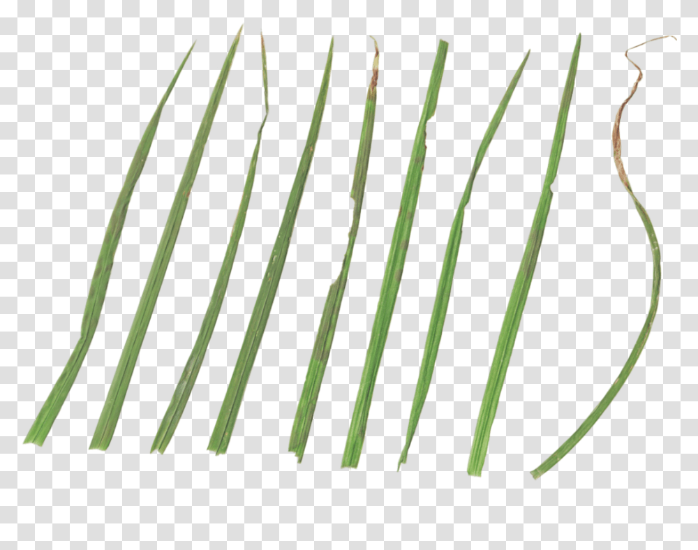 Parallel, Plant, Grass Transparent Png