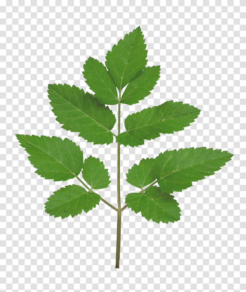 Paramecijs Vegetation Base Texture Pack, Leaf, Plant, Green, Weed Transparent Png