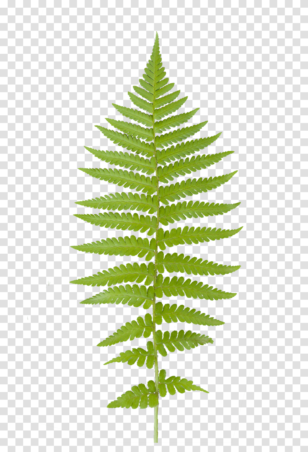 Paramecijs Vegetation Base Texture Pack, Plant, Fern, Leaf, Rug Transparent Png