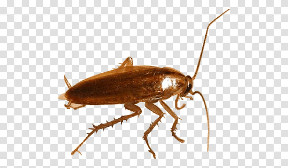 Parasite Roach Background, Insect, Invertebrate, Animal, Cockroach Transparent Png