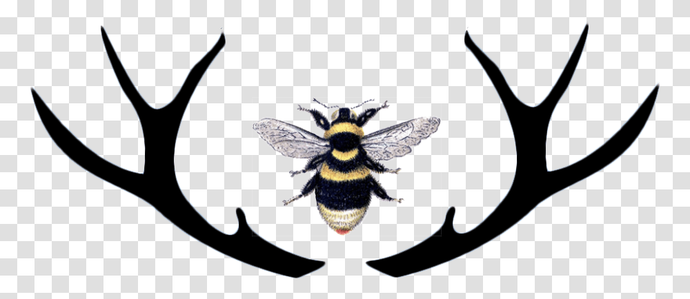 Parasitism, Apidae, Bee, Insect, Invertebrate Transparent Png