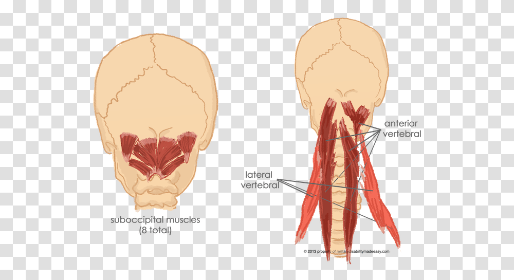 Paravertebral Cervical Muscles, Head, Neck, Plot, Diagram Transparent Png